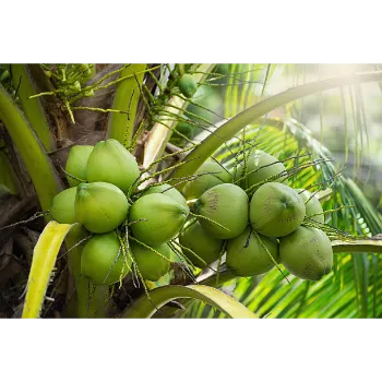 Coconut Plants 